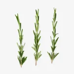 Rozmaryn na włosy: działanie, stosowanie i najlepsze kosmetyki