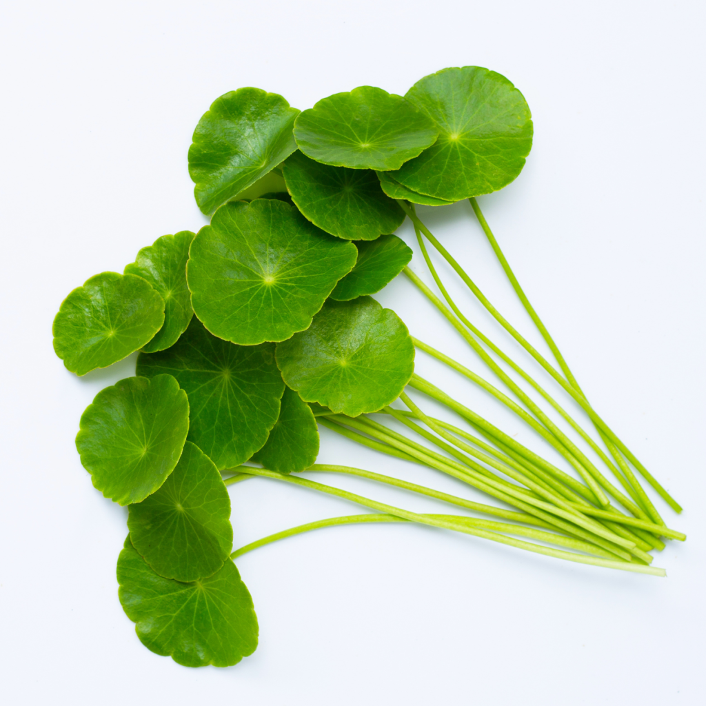 Centella asiatica